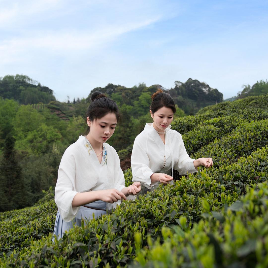 峨眉上春山茶叶批发超市
