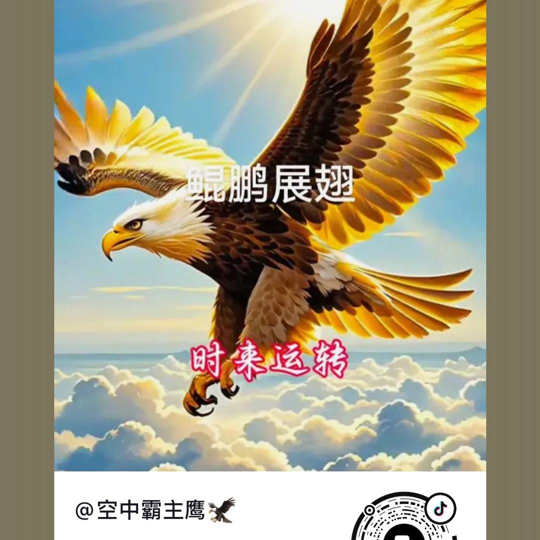 雄鹰