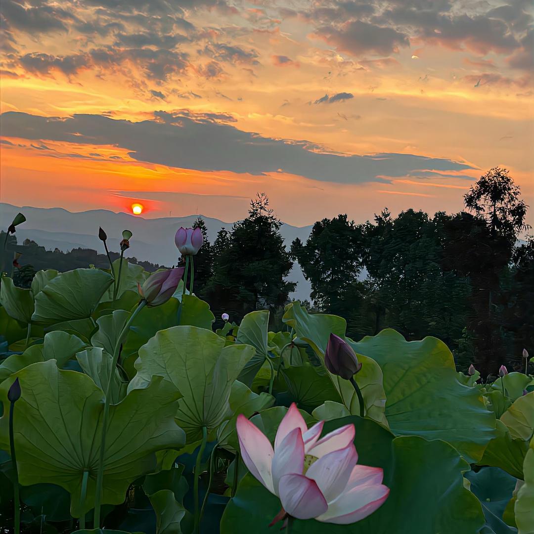花生米头像