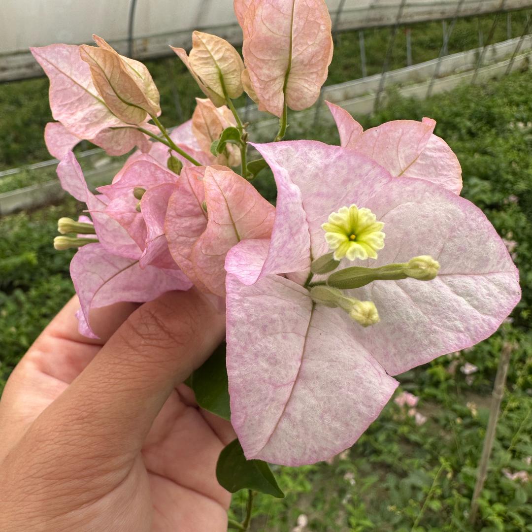 爱养花的小阿姨