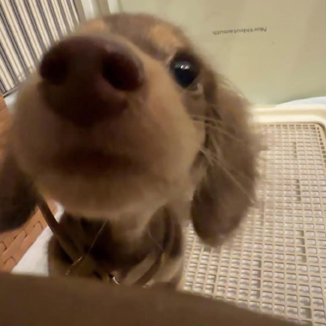 Koipuppy