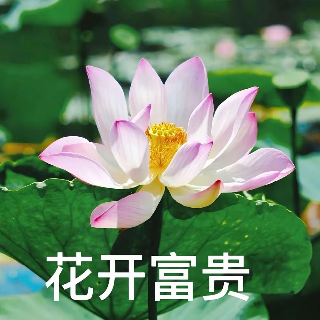 花开富贵.