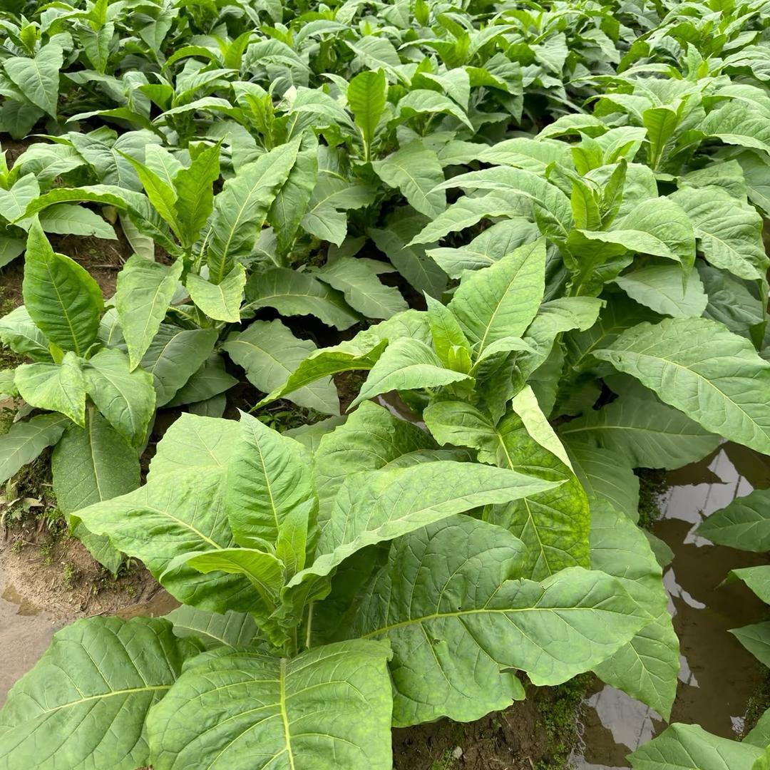 烤烟种植阿妹