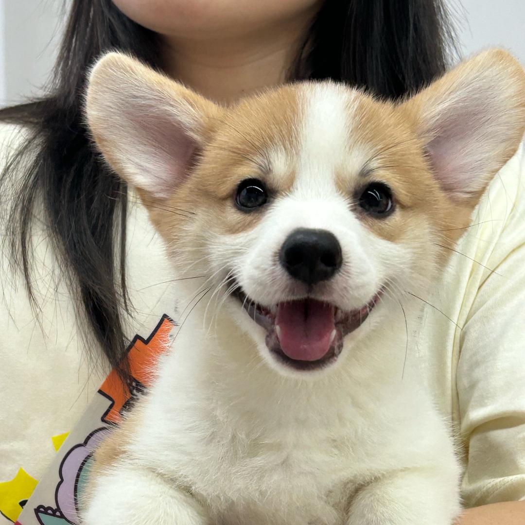 叮咚柯基犬业