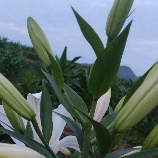 ໒꒰ྀི∩˃ ᵕ山里人 ˂∩꒱ྀི১