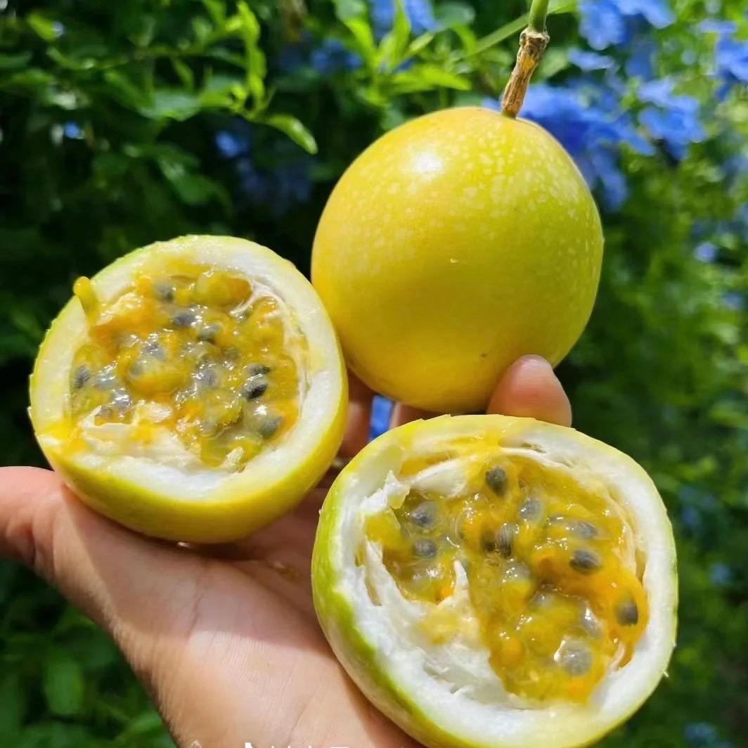 百香果爆甜甜蜜
