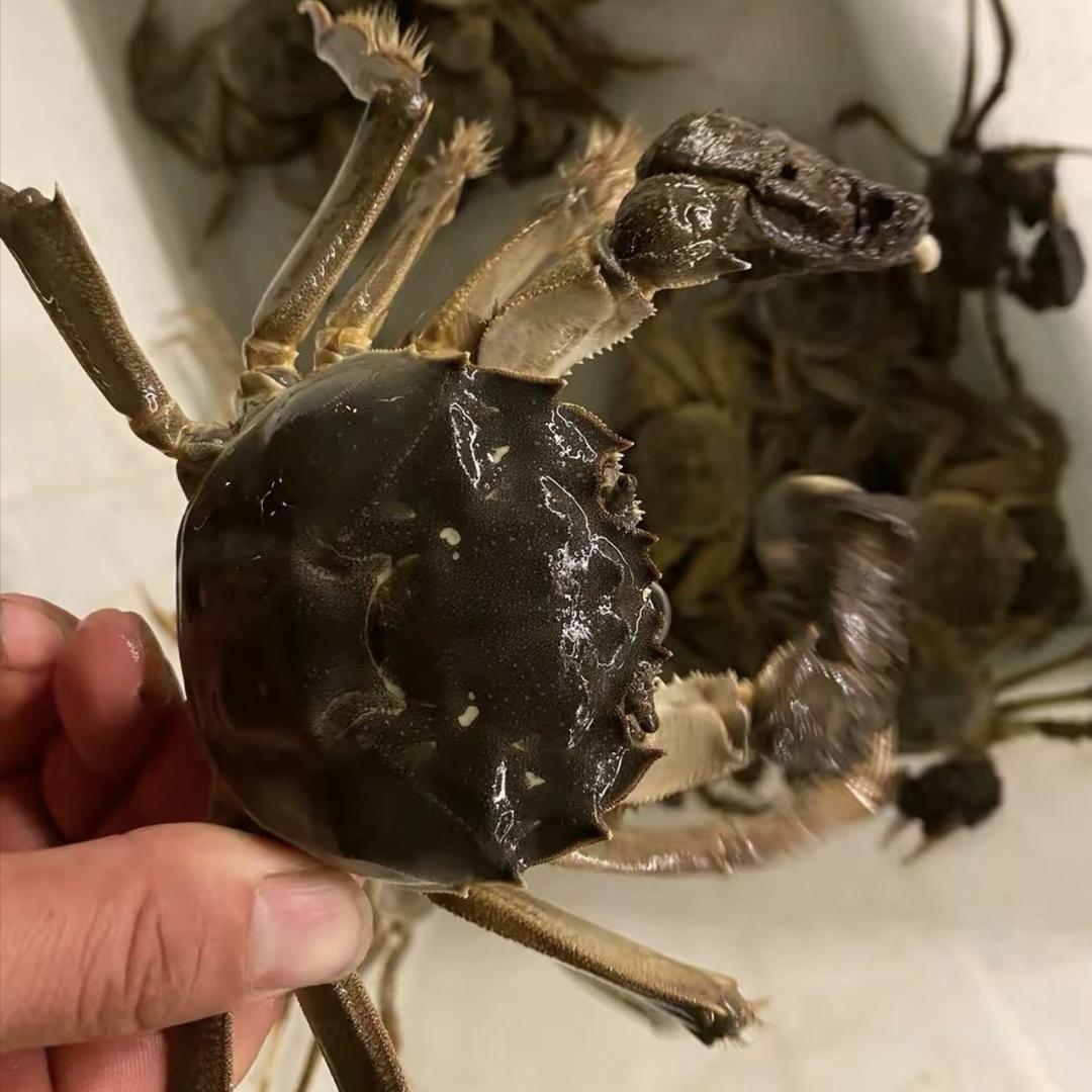 养蟹人憨哥🦀️