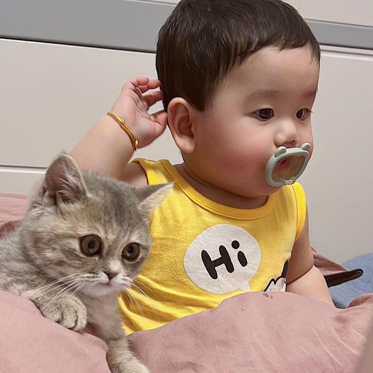 糖豆豆爱猫
