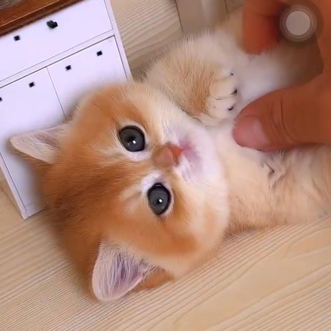 上海 香猫满桌-阿里