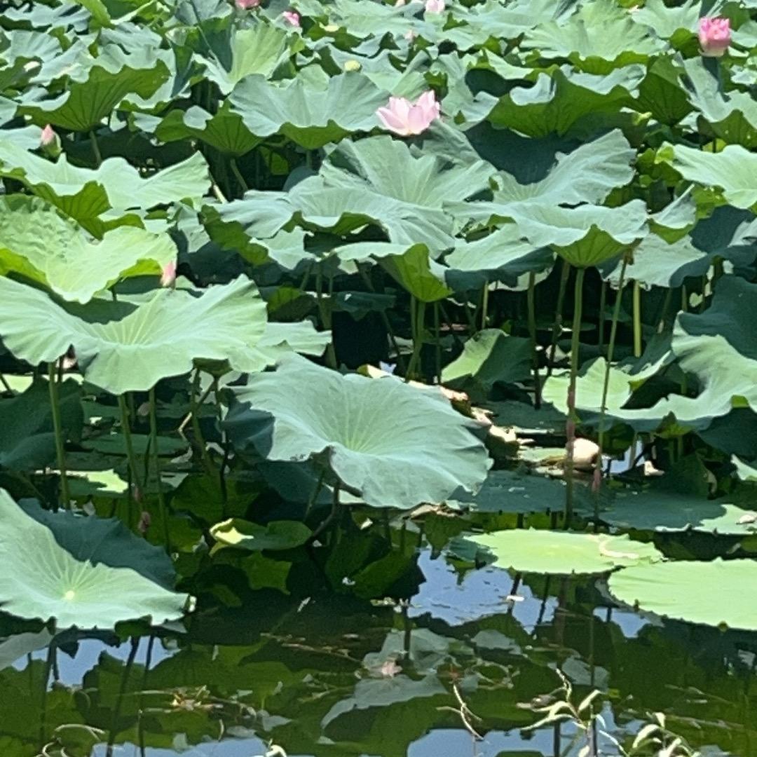 🌹水中月🌹