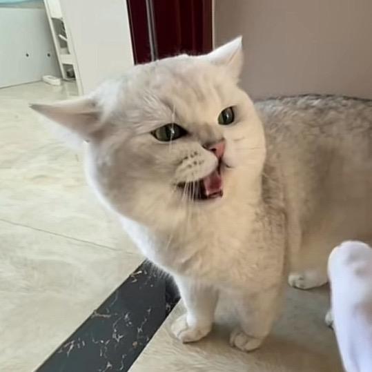 可爱喵喵🐱
