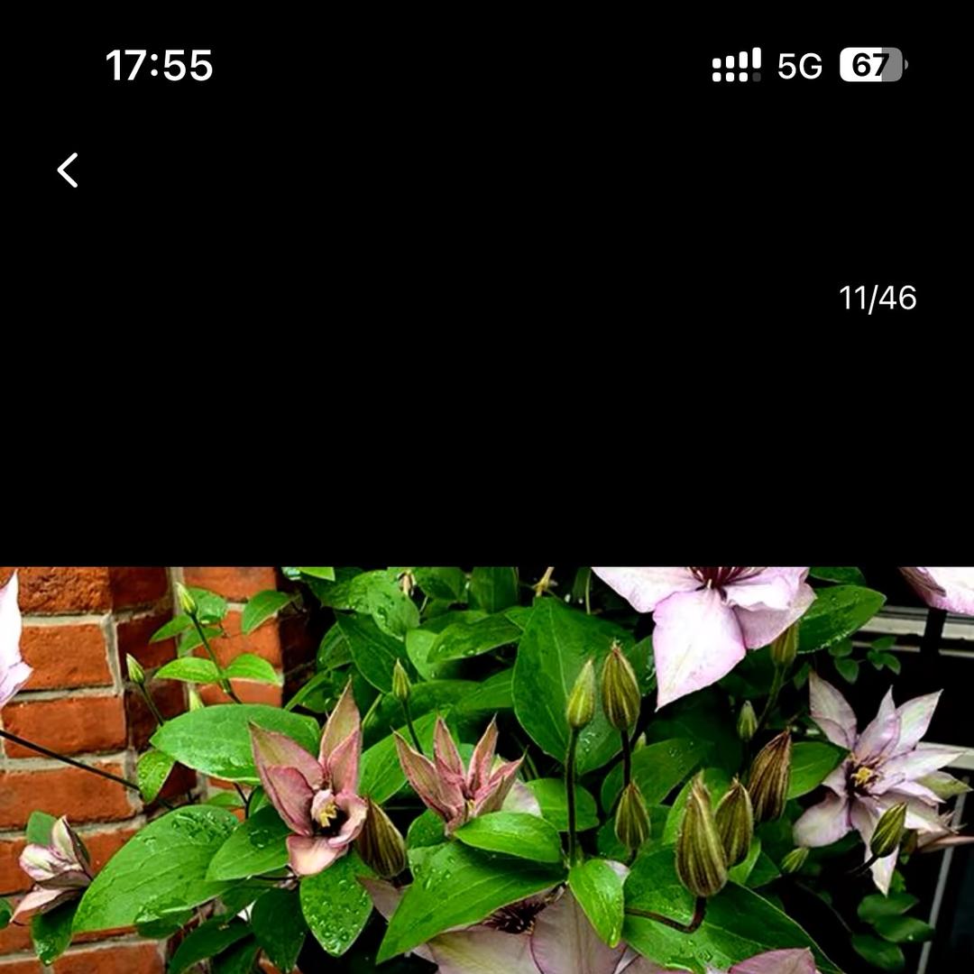 花美居花卉