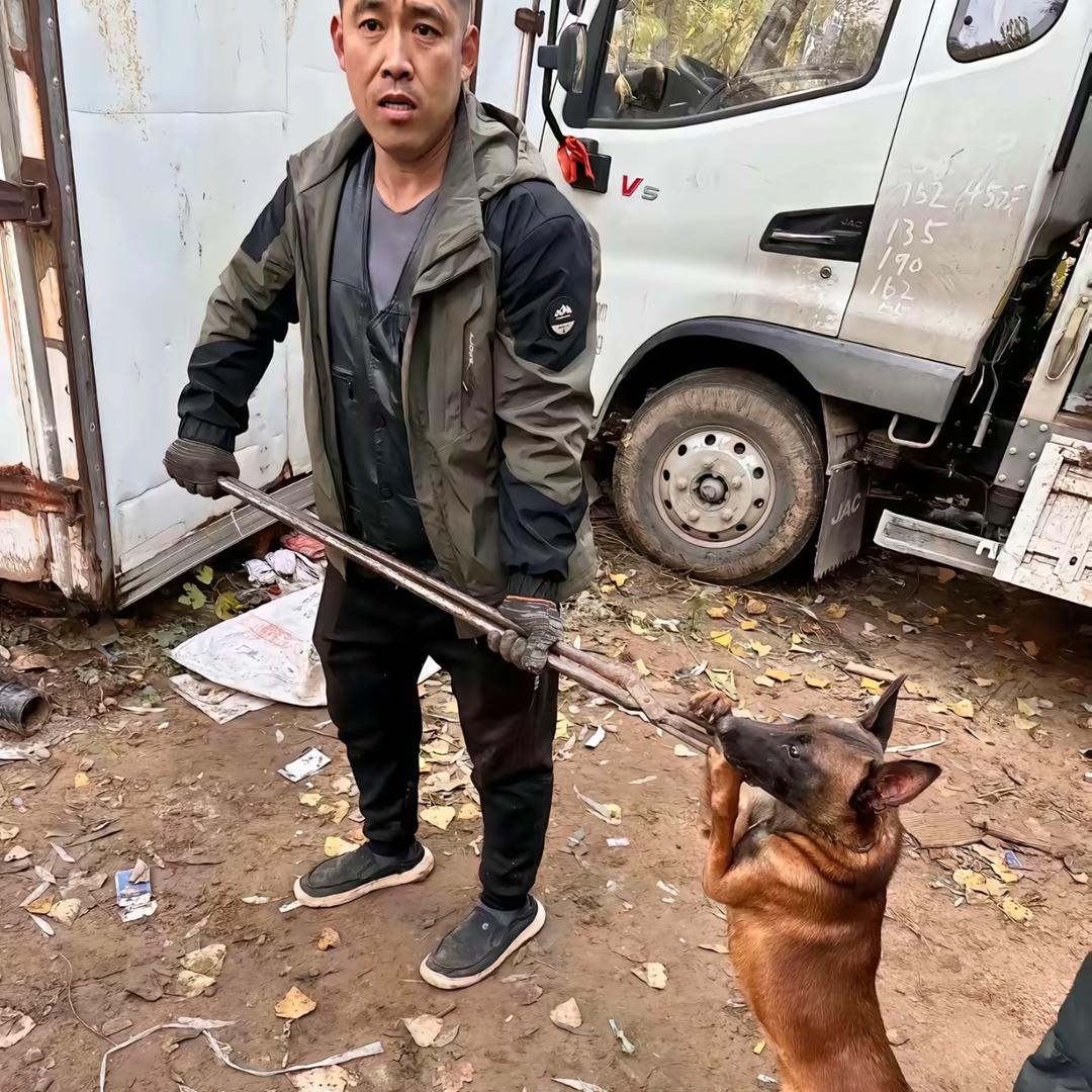 AAA长春专业套狗（全吉林都可）