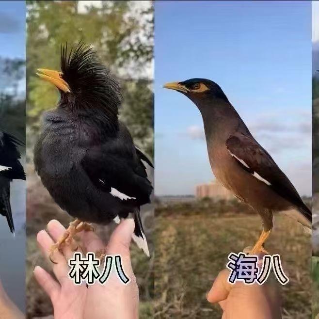 八哥宠物爱好者