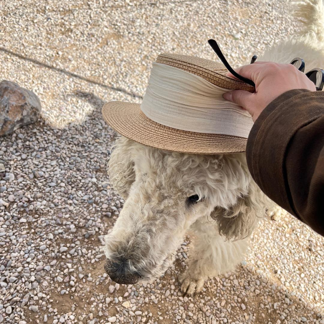 请给我画一阵风