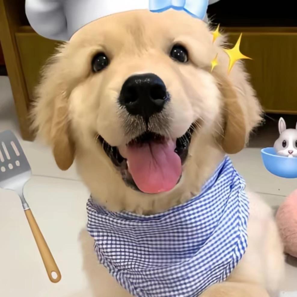 这里猫狗都可爱(华宠)