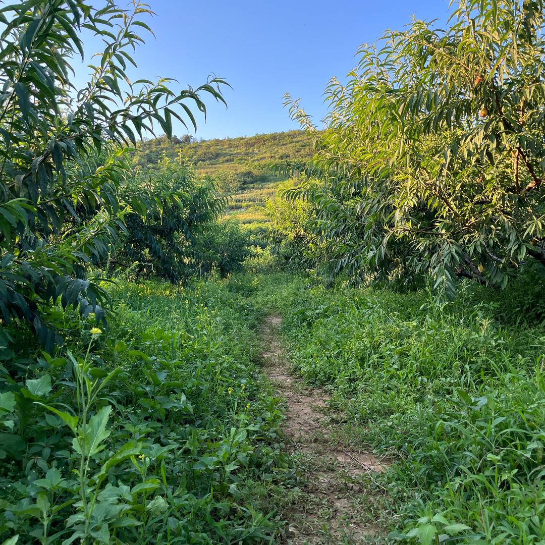 方里百茶
