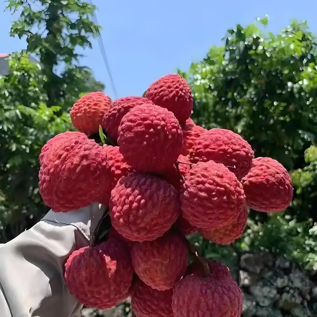 子梓果业辽宁仓飞飞