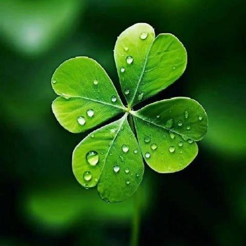 四叶草-🍀