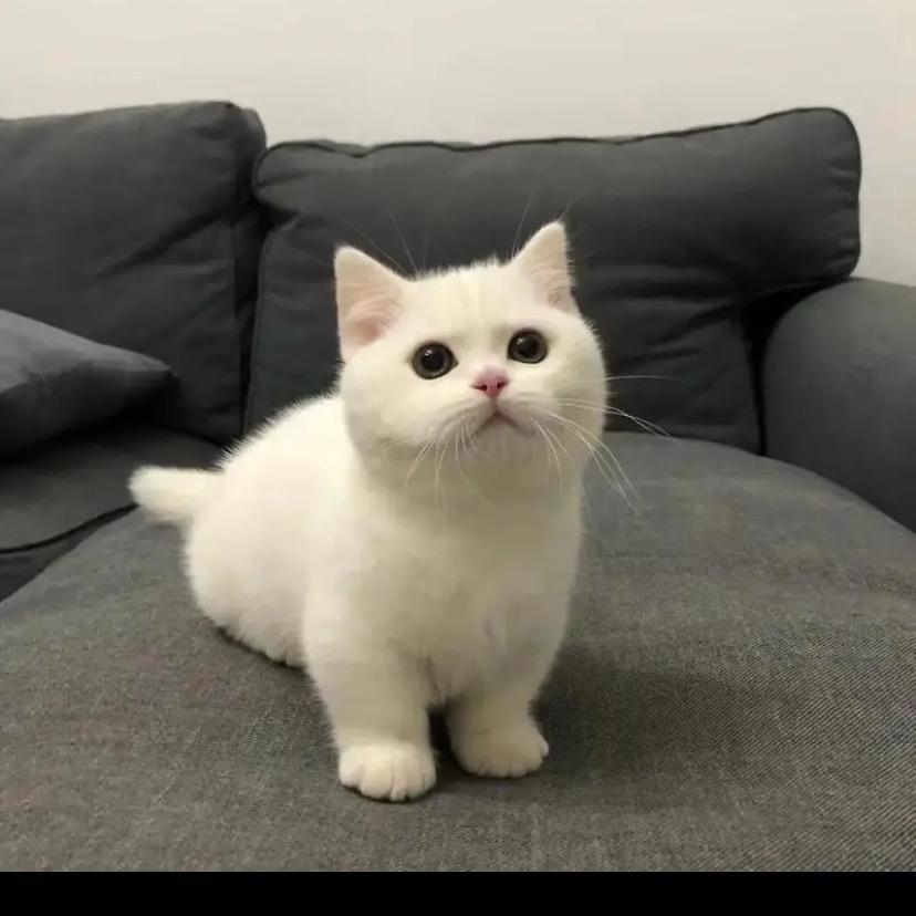 圆圆猫舍