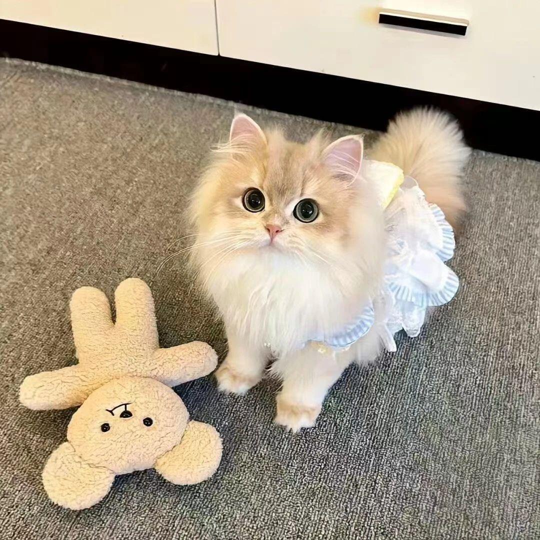 梦梦繁育级高奢萌猫。🐱