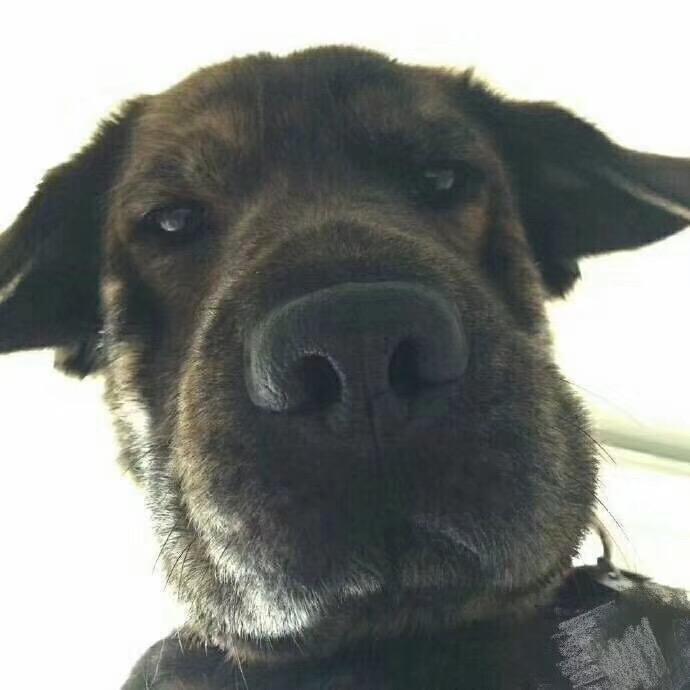 招猫逗狗