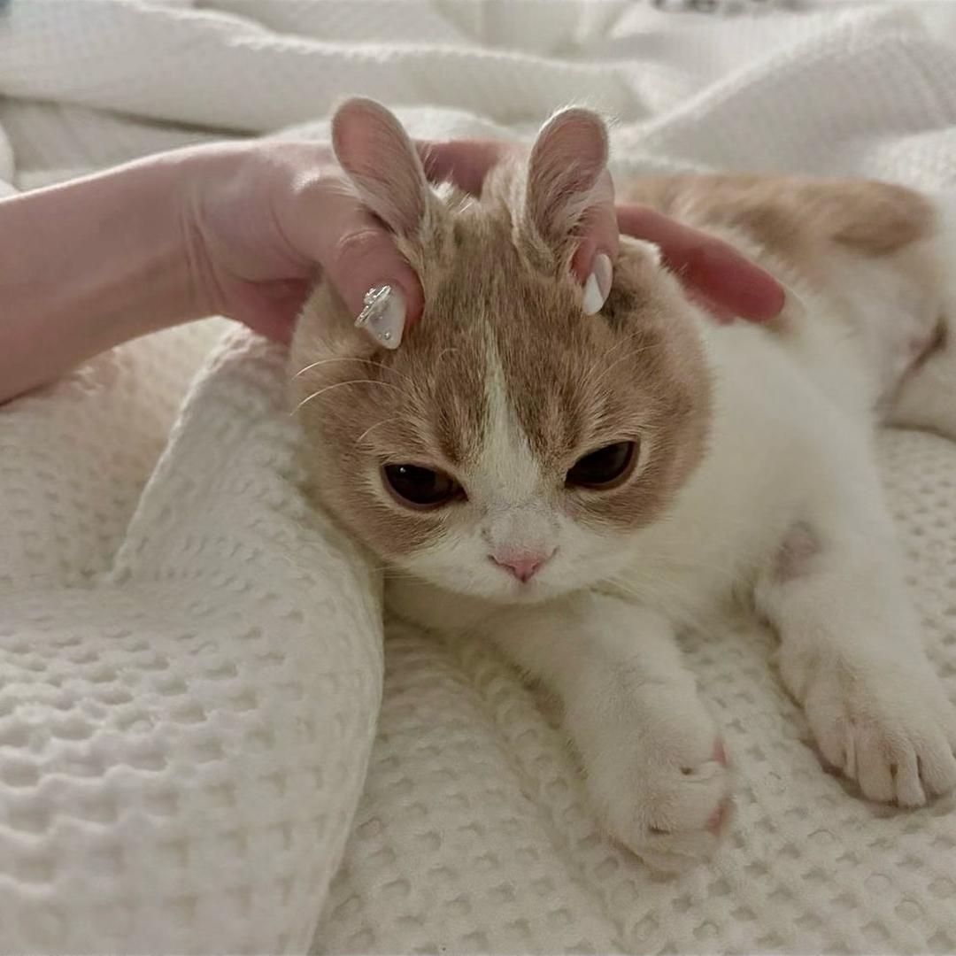 半小只