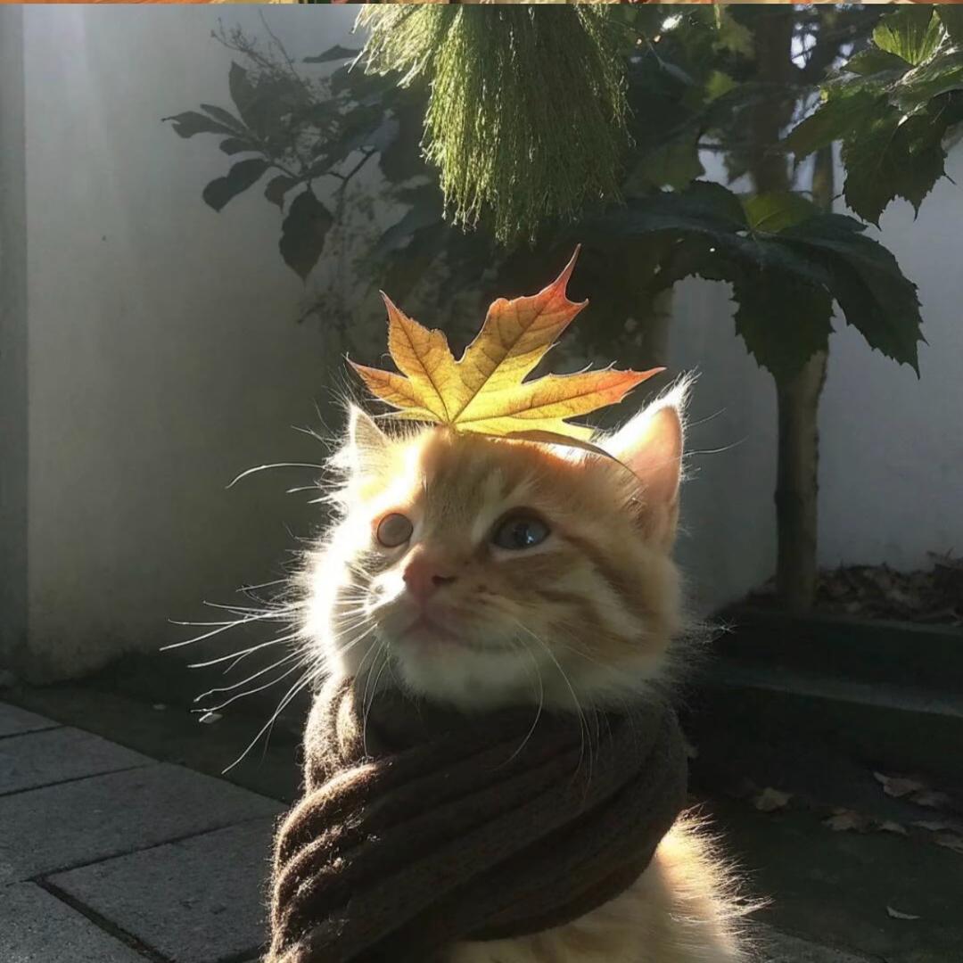 蓝白