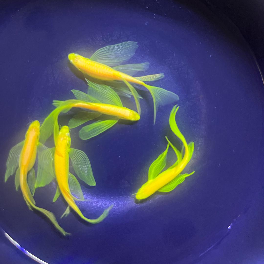 水中精灵观赏鱼