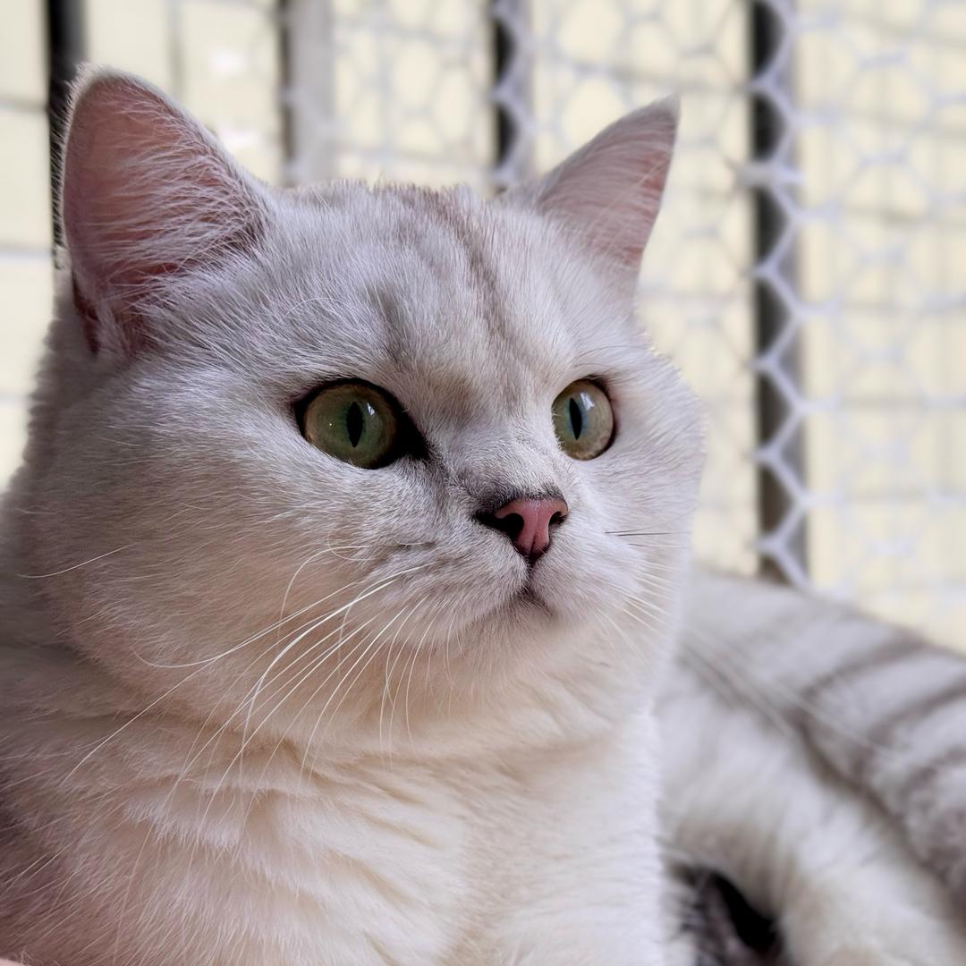 我姓猫