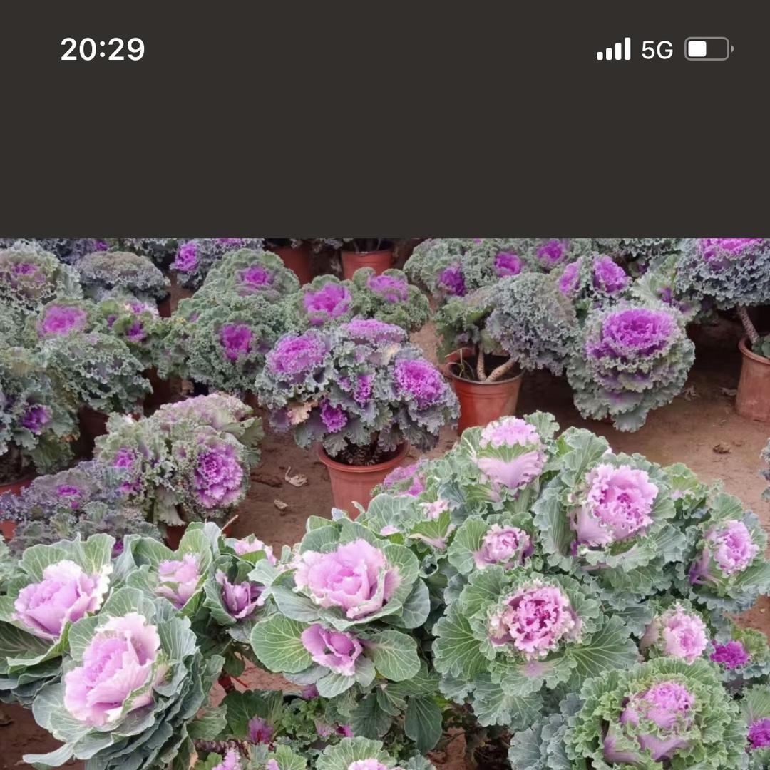 小梦家的花园