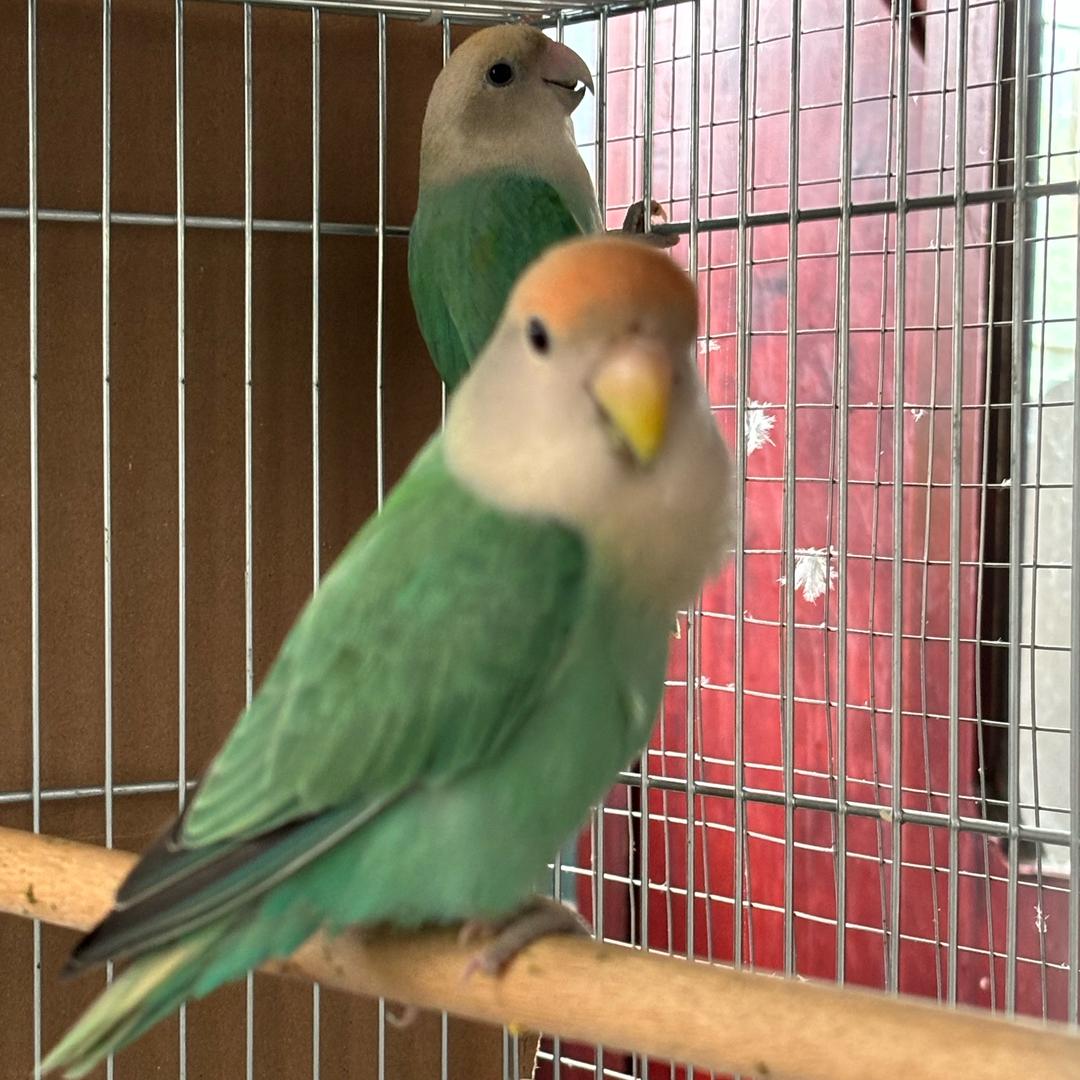 都江堰0713𝑫𝒆手养鸟（收鸟）