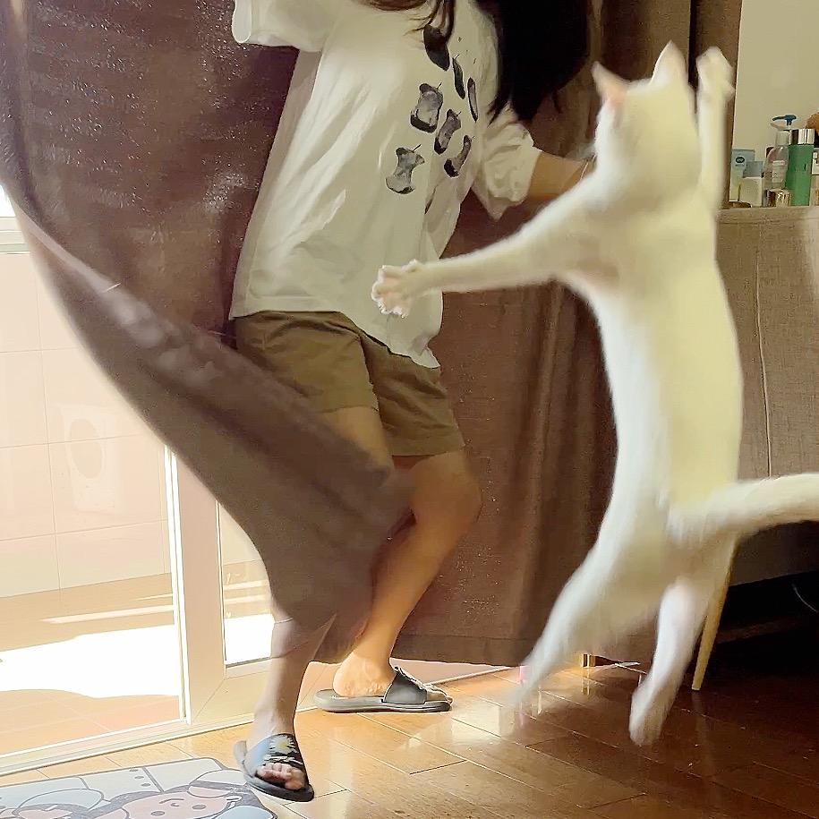 旺财是只猫