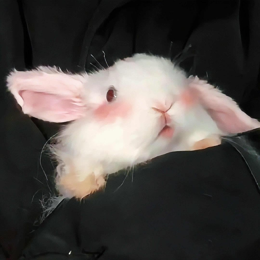 猫星星