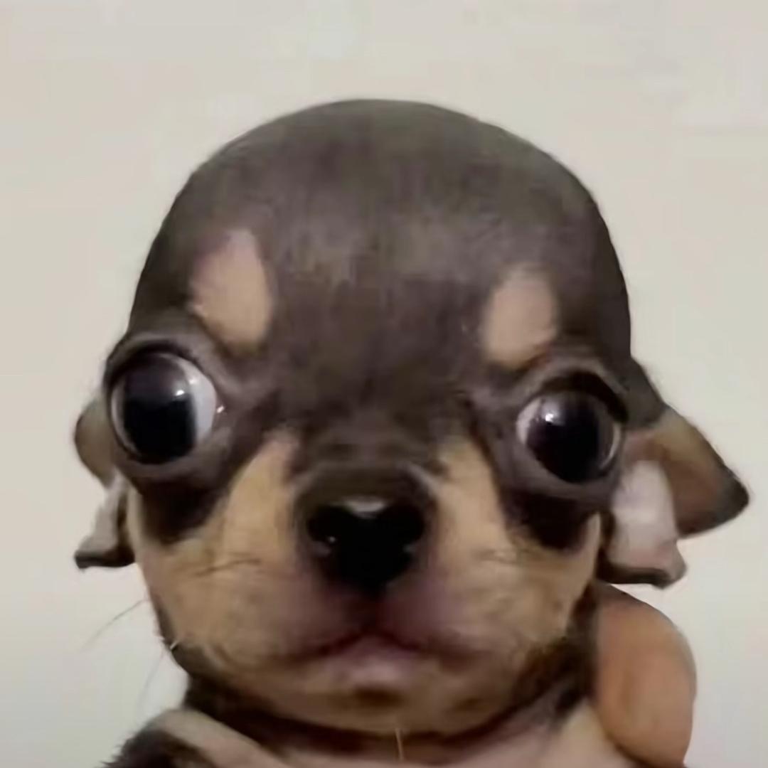 我有恋丑癖