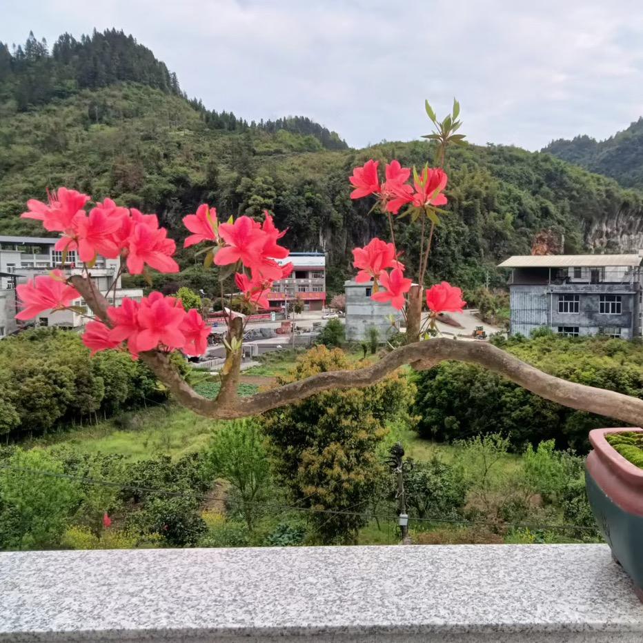 花草卉