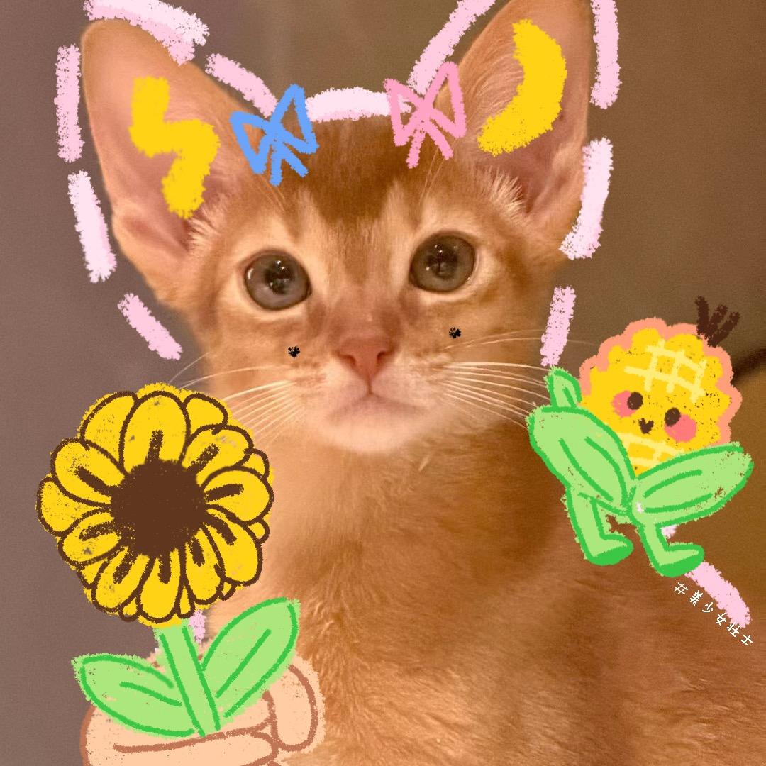 习月🎹📣⚡🌙