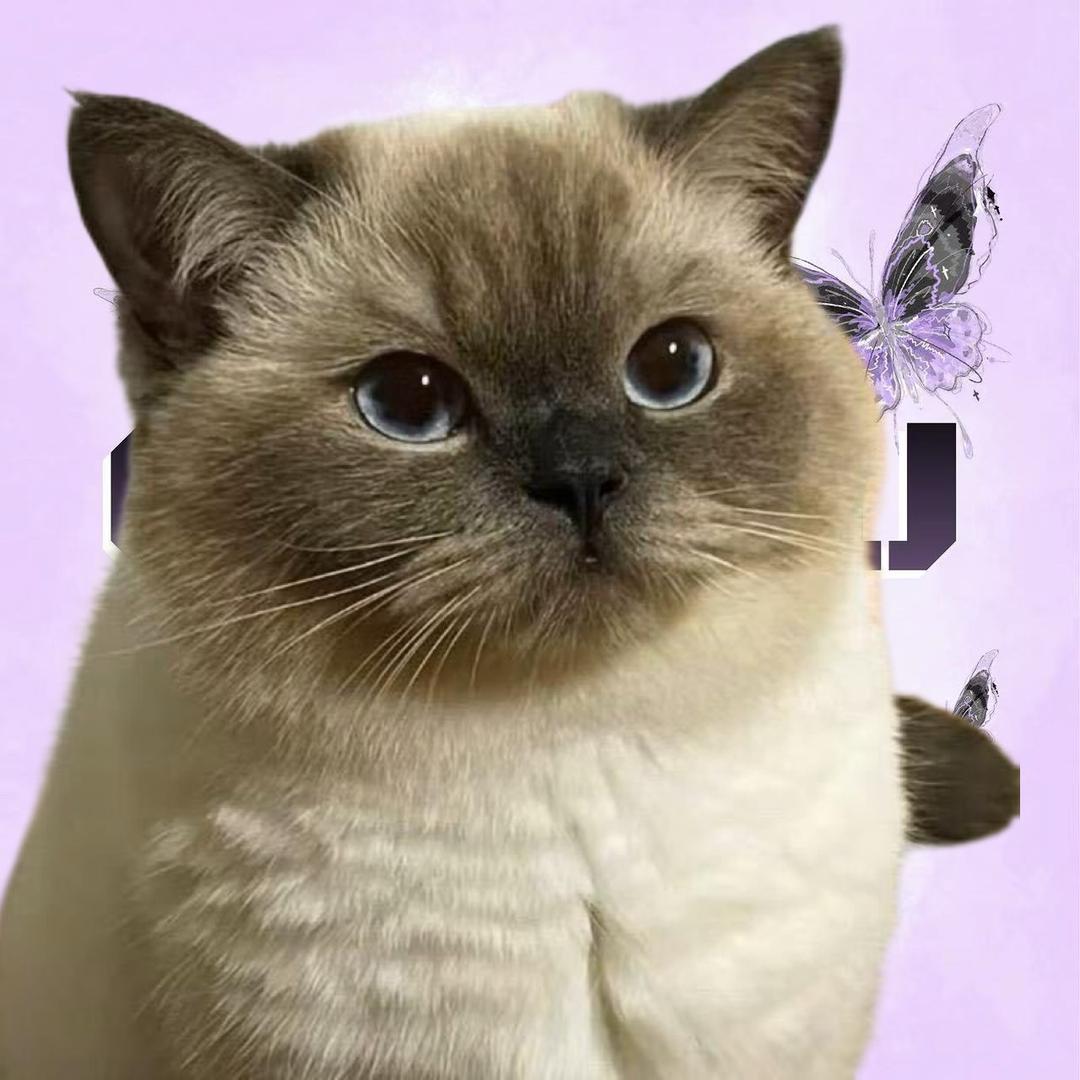 貓貓