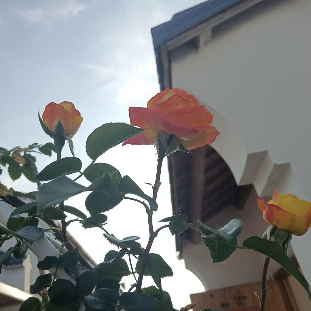 租个小院呀