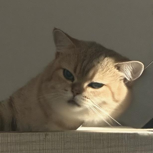 鼠呆喵太郎