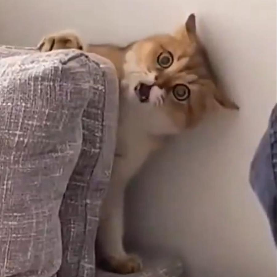 吾AI吾宠
