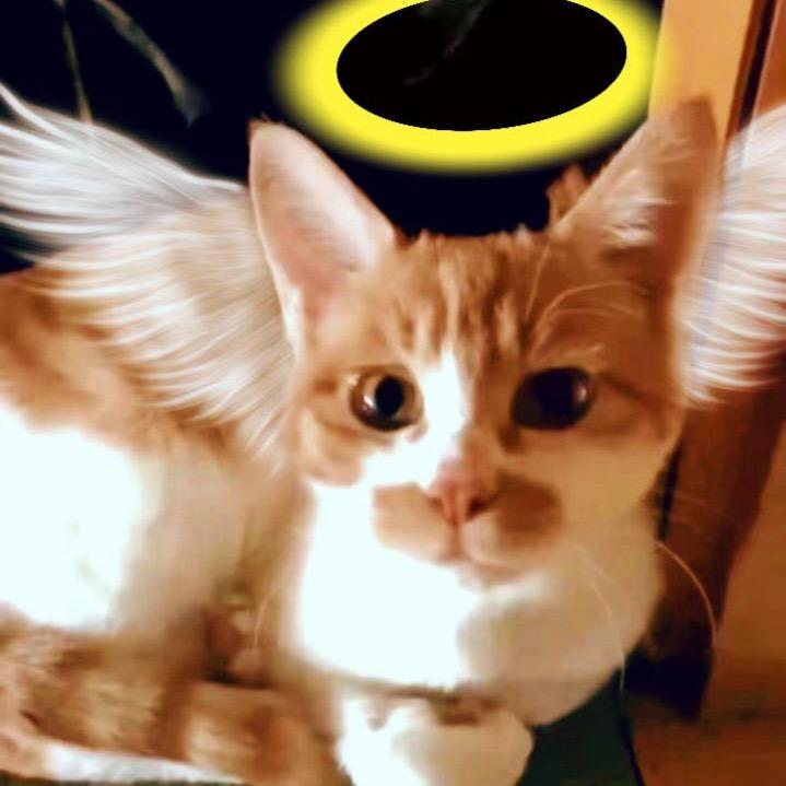 小花家的流浪猫