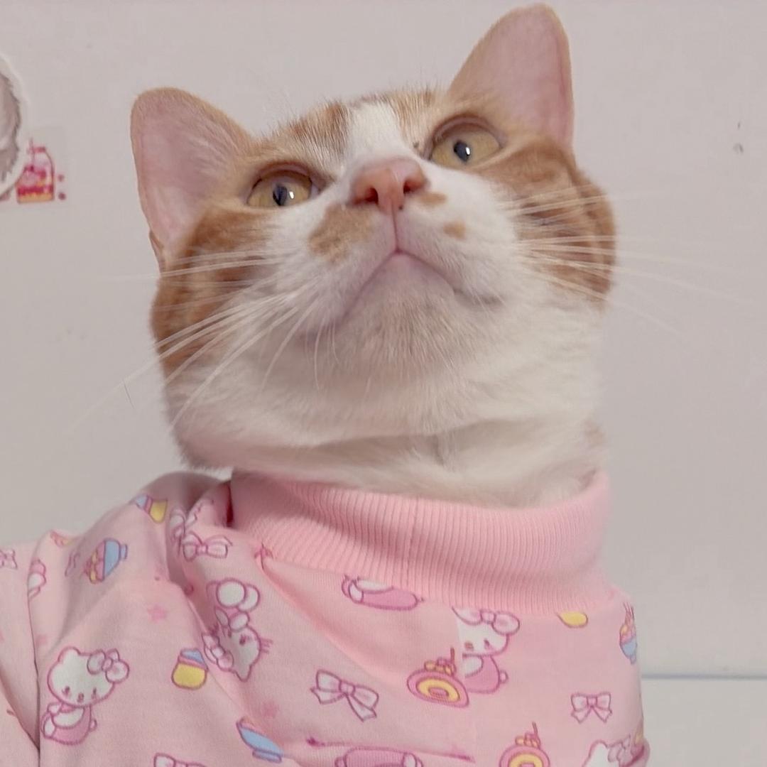 小狗喵叽🧋🎪📸