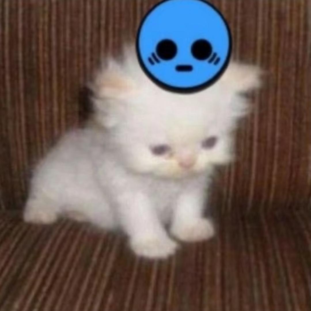 请叫我猫老大
