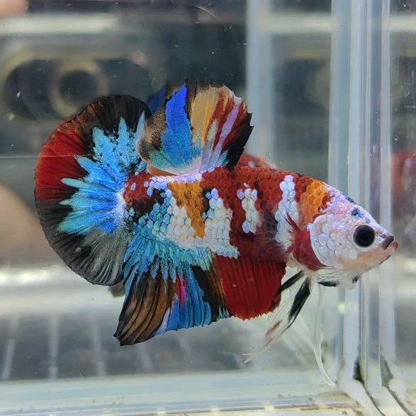 星典水族斗鱼1