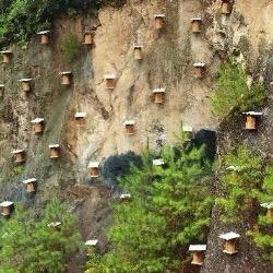 兰兰亿蜂农家蜂场