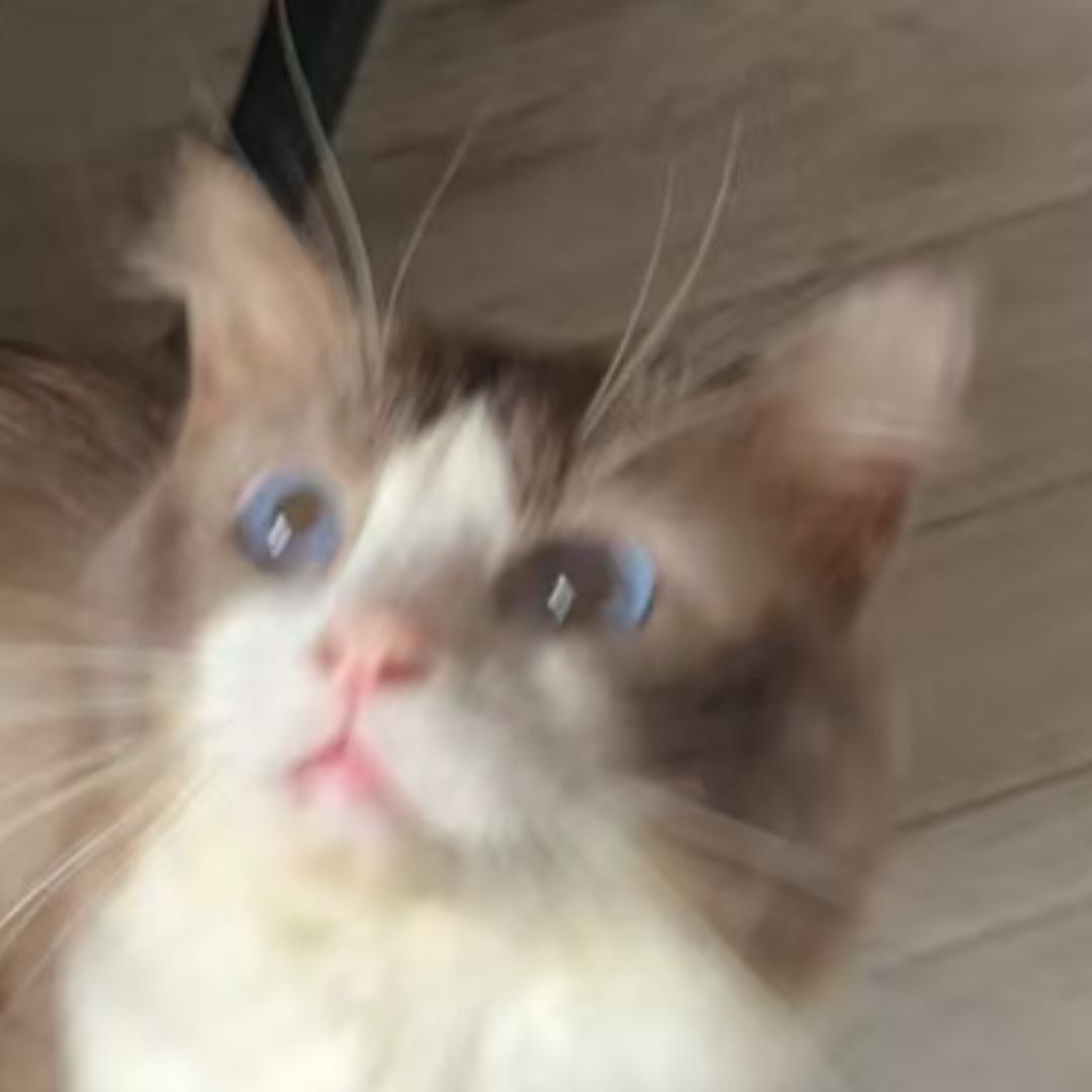 与猪过夜