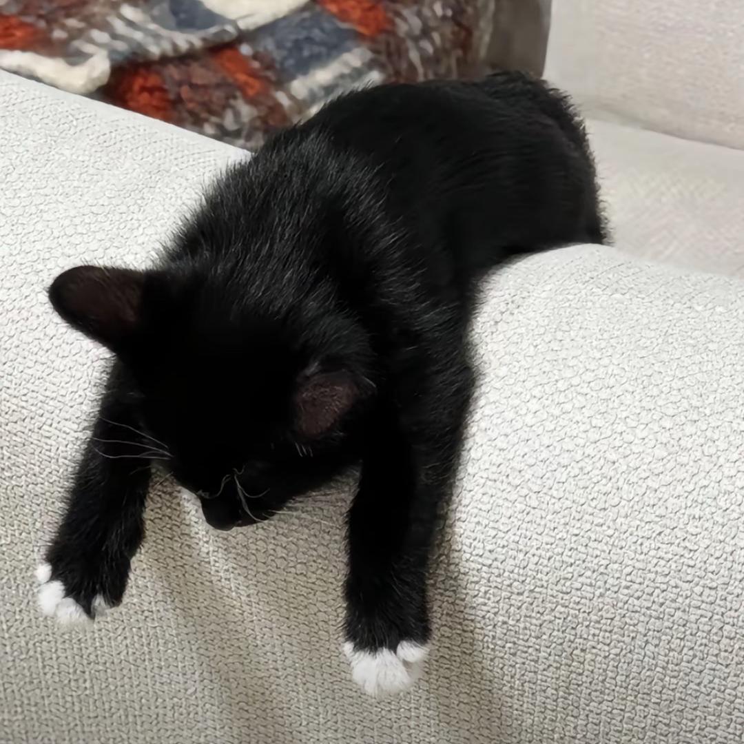 u.