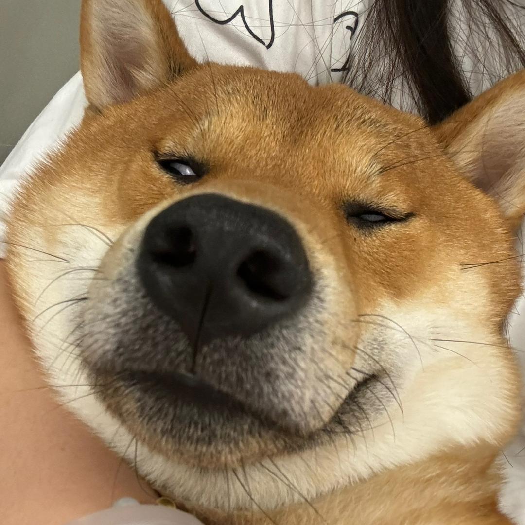 芝士荔枝.
