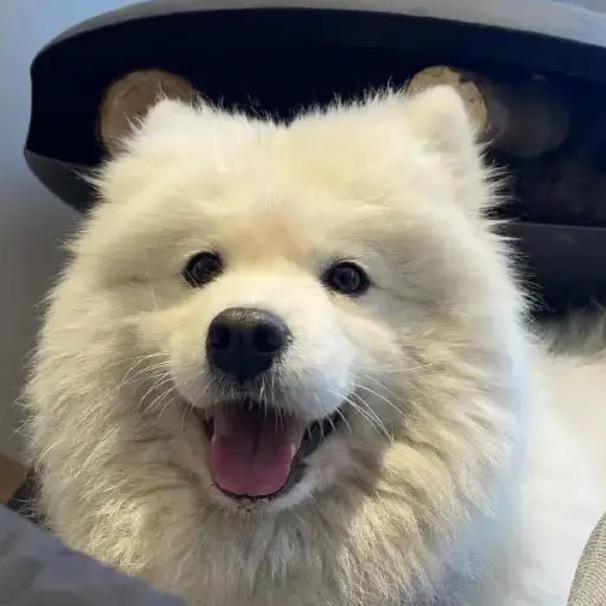 李老师(猫狗健康)